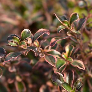 Dense spray of small, glossy Coprosma ‘Rainbow Surprise’ leaves flushed bronze, pink, and green.