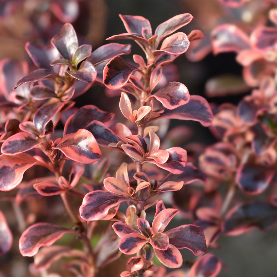 Close-up of glossy Coprosma ‘Rainbow Surprise’ leaves edged in pink and cream.