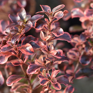 Close-up of glossy Coprosma ‘Rainbow Surprise’ leaves edged in pink and cream.