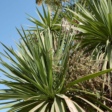 Close-up looking into a Cordyline australis crown of stiff green sword-shaped leaves.