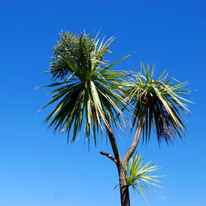 Cordyline australis crowns silhouetted against a clear blue sky.