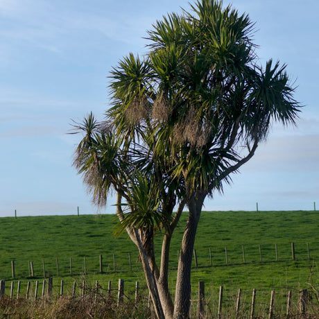 Mature multi-stemmed Cordyline australis with tufted crowns of long leaves in an open field.