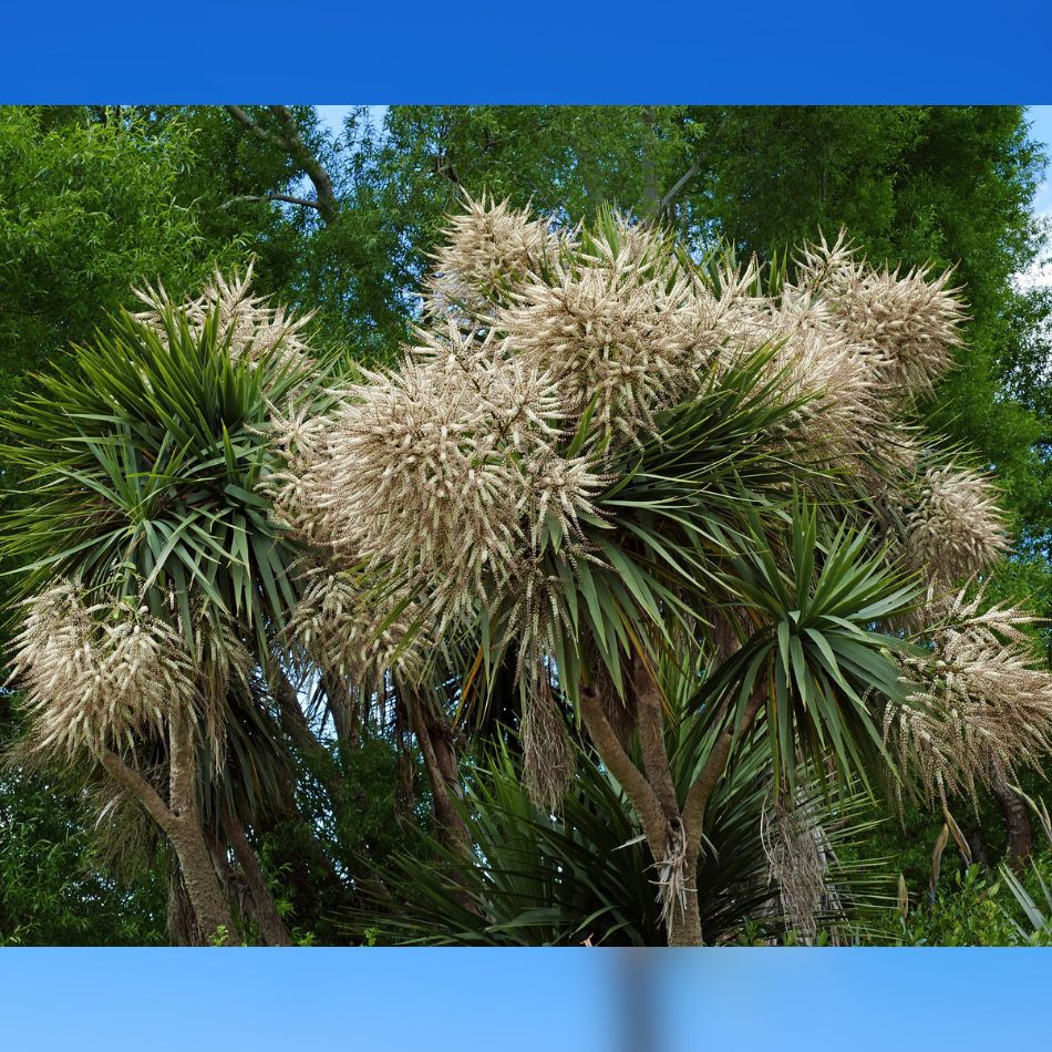 Cordyline australis