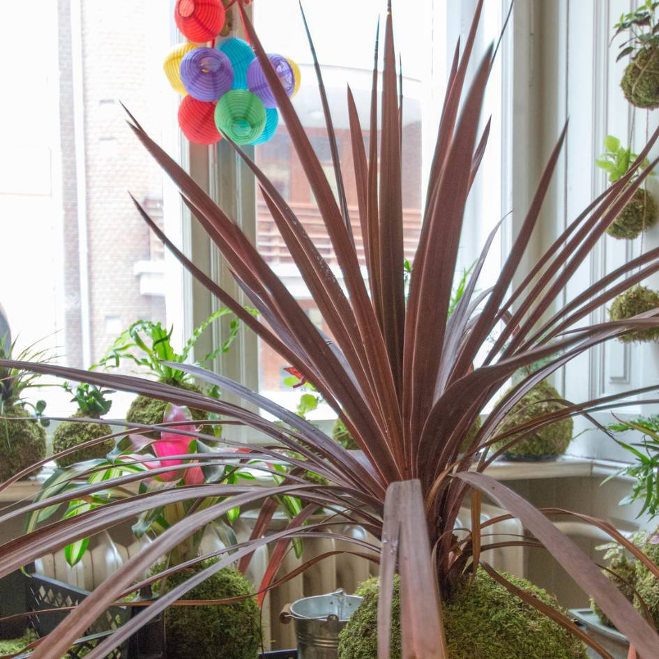 Cordyline australis ‘Burgundy Spire’ with long burgundy sword-shaped leaves in a conservatory.