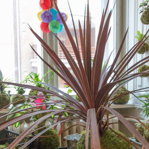 Cordyline australis ‘Burgundy Spire’ with long burgundy sword-shaped leaves in a conservatory.
