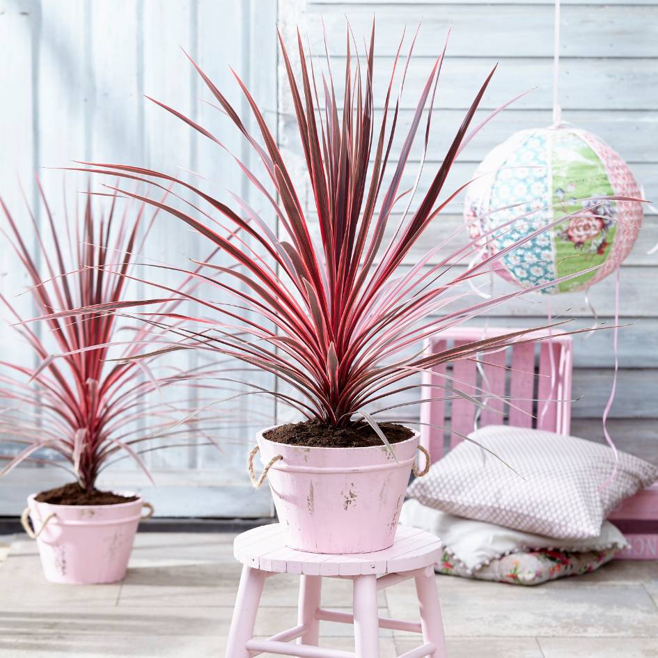 Cordyline australis ‘Charlie Boy’