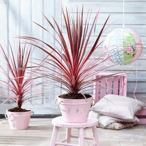 Cordyline australis ‘Charlie Boy’