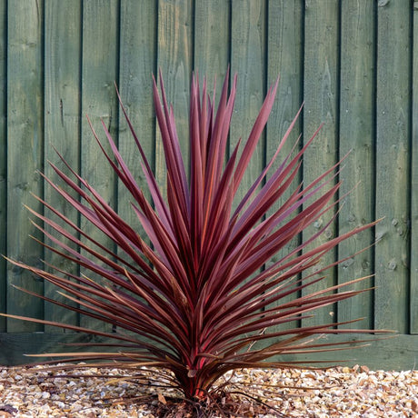 Young Cordyline australis ‘Red Star’ forming a symmetrical fountain of narrow burgundy leaves against a wooden fence.