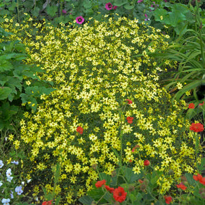 Coreopsis verticillata ‘Moonbeam’