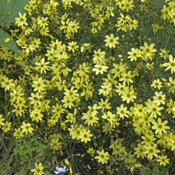 Coreopsis verticillata ‘Moonbeam’