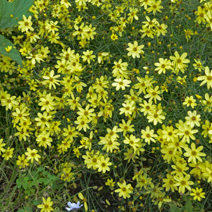 Coreopsis verticillata ‘Moonbeam’