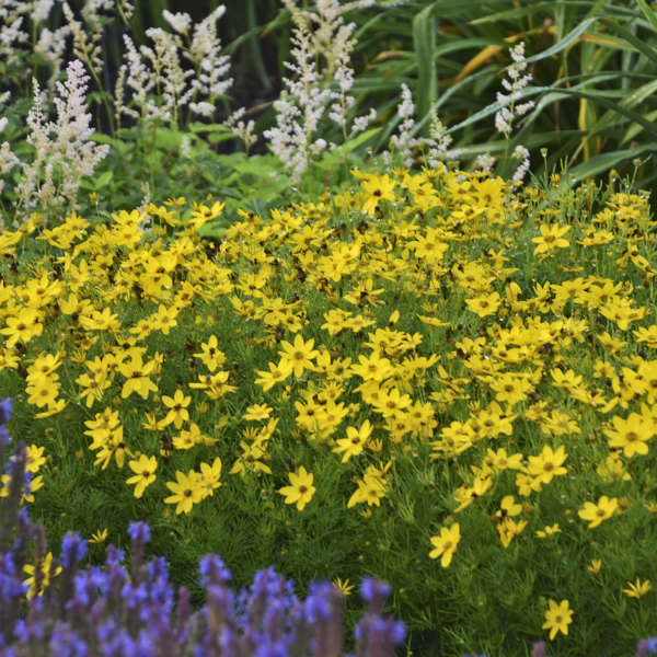Coreopsis verticillata ‘Zagreb’