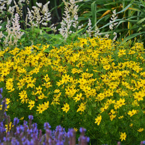 Coreopsis verticillata ‘Zagreb’