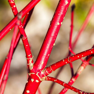 Close-up of smooth bright red Cornus alba ‘Sibirica’ stems crossed against a pale background.