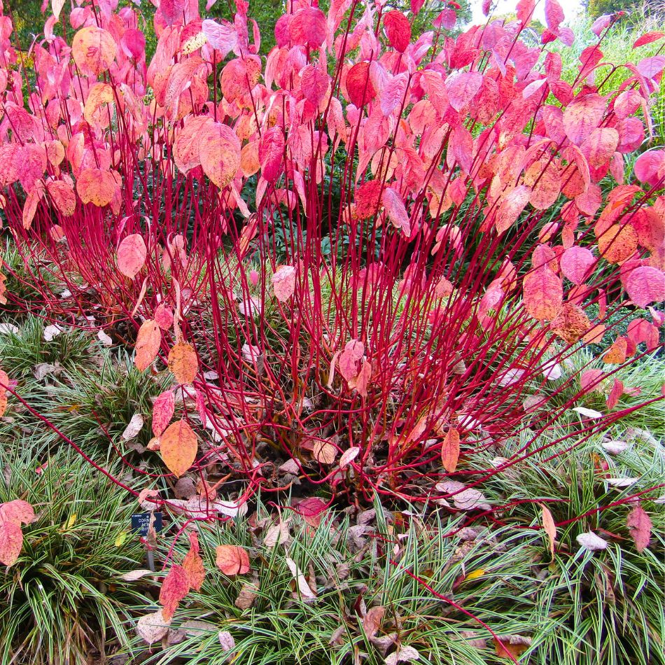 Cornus alba ‘Sibirica’ shrub with vivid red bare stems and a scattering of pink autumn leaves.