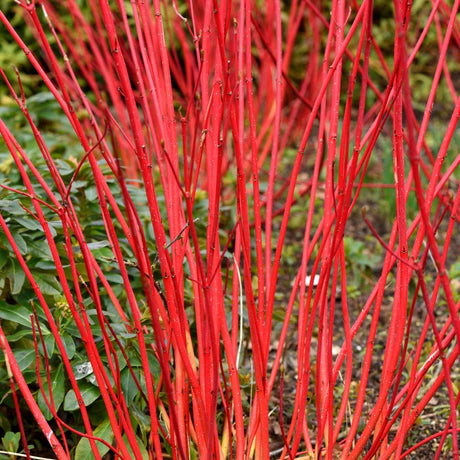 Dense cluster of upright scarlet-red winter stems on Cornus alba ‘Sibirica’.