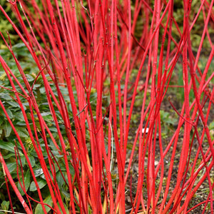 Cornus alba ‘Sibirica’