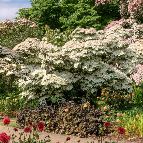 Cornus kousa ‘China Girl’ spreading above a flower border with profuse cream-white bracts.