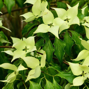 Close-up of creamy pointed bracts and dark green leaves on Cornus kousa ‘China Girl’.