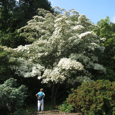 Large Cornus kousa ‘China Girl’ covered in white bracts, with a person standing beneath for scale.