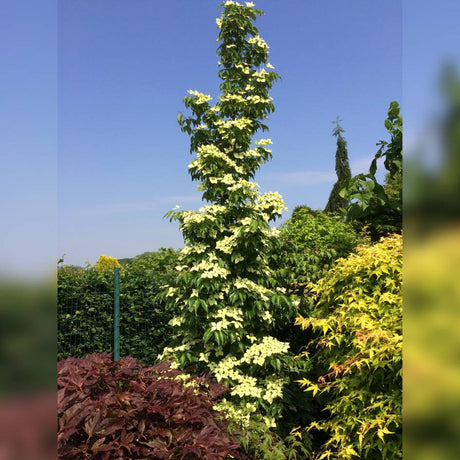 Tall, narrowly upright Cornus kousa ‘Flower Tower’ tree in a garden beneath a blue sky.