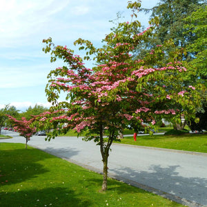 Cornus kousa ‘Miss Satomi’