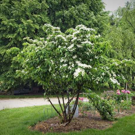 Multi-stemmed Cornus kousa ‘Teutonia’ in full white bloom on a lawn.