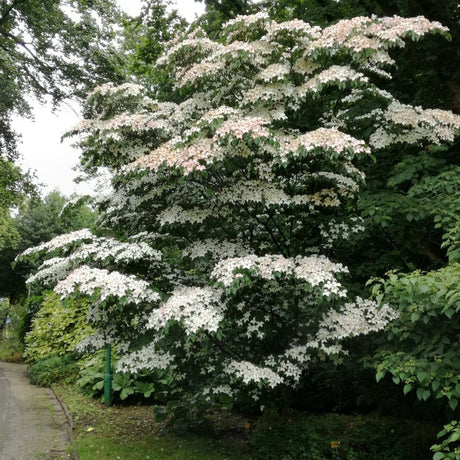 Cornus kousa ‘Teutonia’ tree densely covered in creamy white bracts beside a garden path.