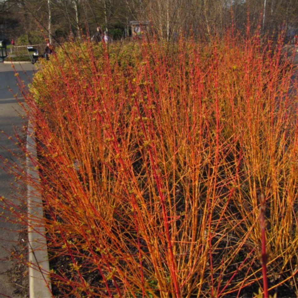 Dense upright clump of orange-red Cornus sanguinea ‘Midwinter Fire’ stems in winter.