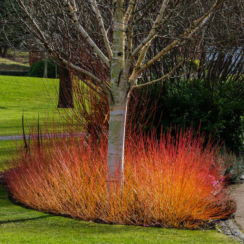 Cornus sanguinea ‘Midwinter Fire’ glowing orange and red around the base of a bare tree on a lawn.