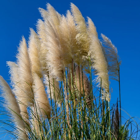 Close-up of soft cream and pale tan Cortaderia selloana ‘Pumila’ flower plumes against a clear blue sky.