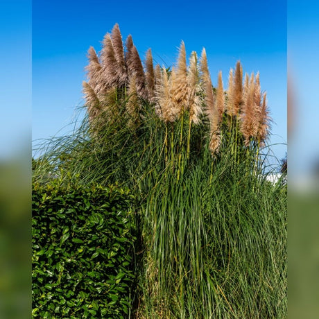 Compact clump of Cortaderia selloana ‘Pumila’ with upright tan plumes above arching green leaves.