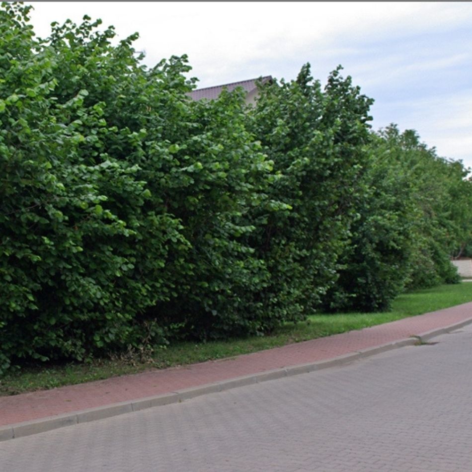 Corylus avellana