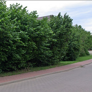Corylus avellana