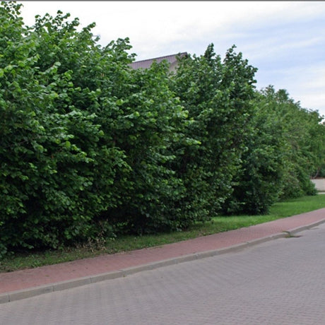 Corylus avellana