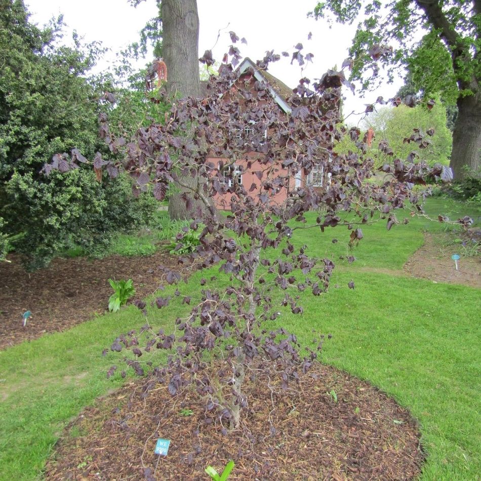Young Corylus avellana ‘Red Majestic’ with twisting branches and dark purple foliage in a mulched bed.
