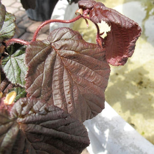 Large bronze-purple Corylus avellana ‘Red Majestic’ leaves on reddish, contorted stems.