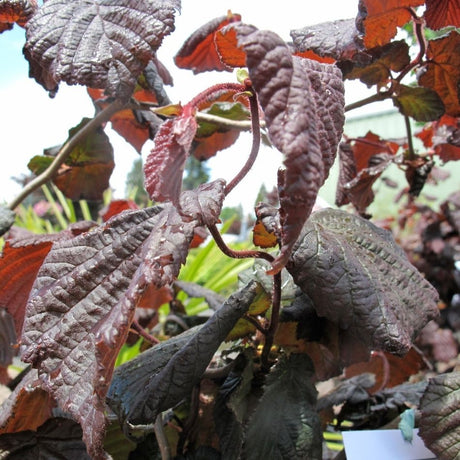 Close-up of deep burgundy, crinkled leaves on Corylus avellana ‘Red Majestic’.