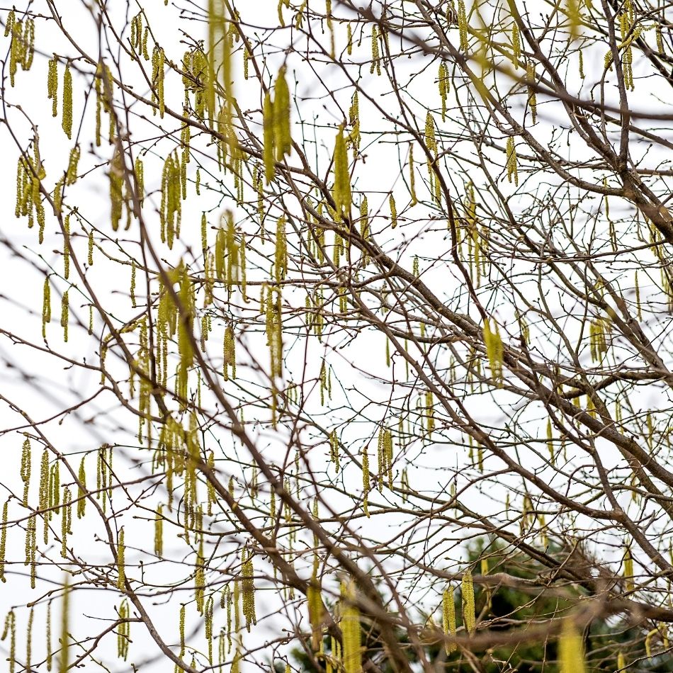 Corylus avellana