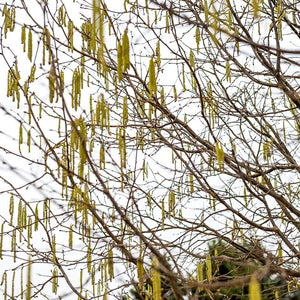 Corylus avellana