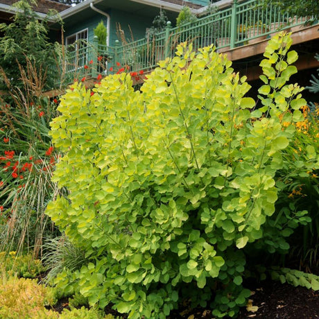 Cotinus coggygria ‘Golden Spirit’