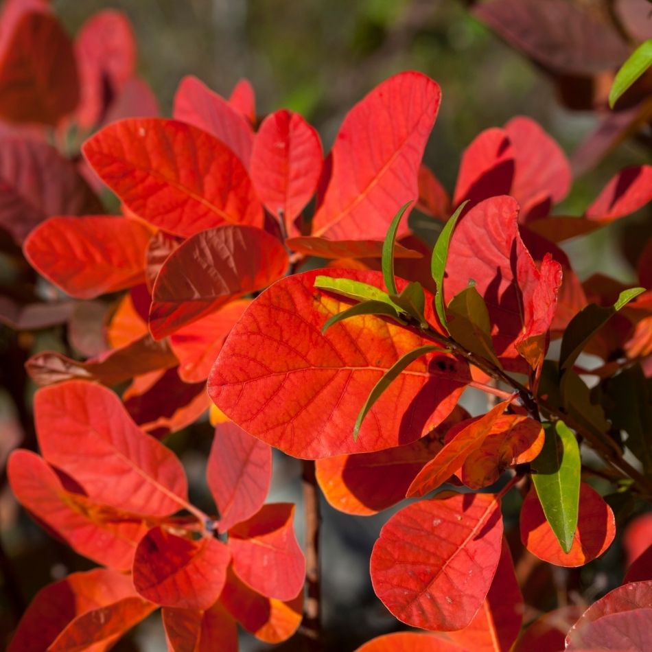 Brilliant scarlet-red autumn leaves of Cotinus coggygria ‘Royal Purple’ in sunlight.
