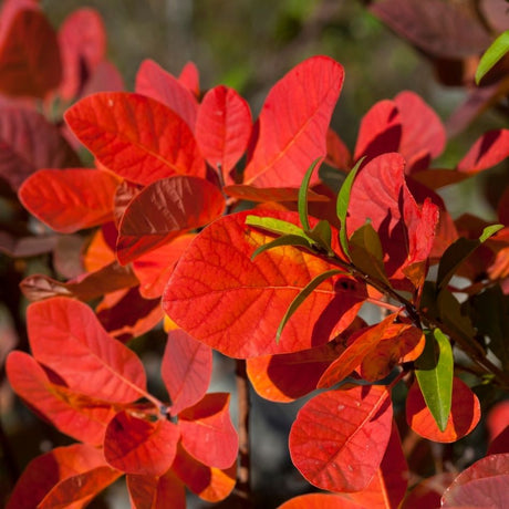 Brilliant scarlet-red autumn leaves of Cotinus coggygria ‘Royal Purple’ in sunlight.
