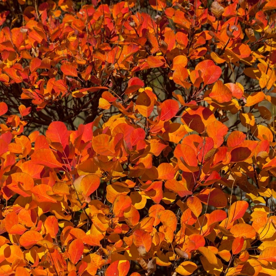 Dense carpet of Cotinus coggygria ‘Royal Purple’ leaves glowing orange and red in autumn.
