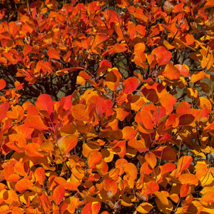 Dense carpet of Cotinus coggygria ‘Royal Purple’ leaves glowing orange and red in autumn.