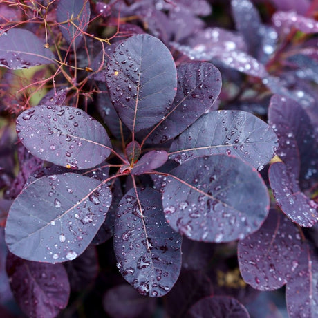 Close-up of rounded, water-beaded purple leaves on Cotinus coggygria ‘Royal Purple’.