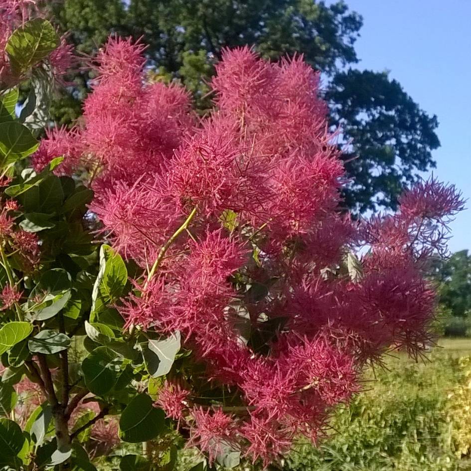 Cotinus coggygria ‘Smokey Joe’