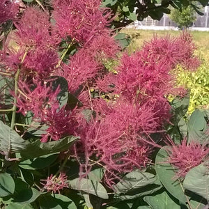 Cotinus coggygria ‘Smokey Joe’