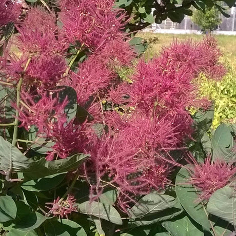 Cotinus coggygria ‘Smokey Joe’