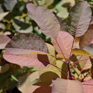 Close-up of rounded dusky purple and copper Cotinus × dummeri ‘Grace’ leaves.